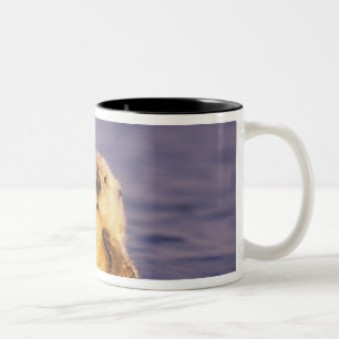 Caneca De Café Em Dois Tons Lontras Marinhas, Enhydra lutris 5