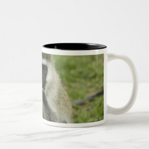 Caneca De Café Em Dois Tons Macaco de Vervet que come, África