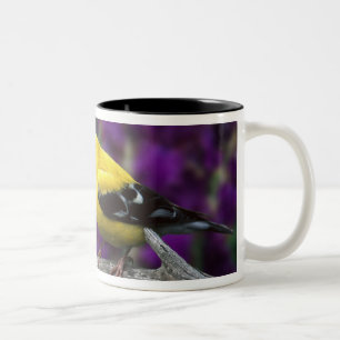 Caneca De Café Em Dois Tons Macho, pintassilgo americano em plumagem de verão,