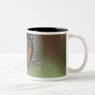 Caneca De Café Em Dois Tons Macro da borboleta