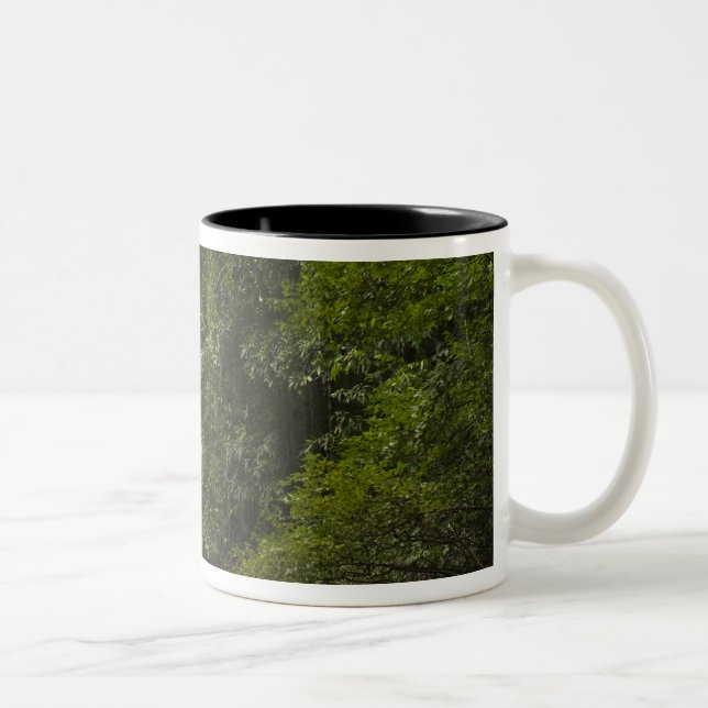 Caneca De Café Em Dois Tons Mapari River, Mapari Rupununi, Guiana. (Direita)