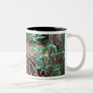 Caneca De Café Em Dois Tons Margay, Leopardus wiedi, Nativo do México até