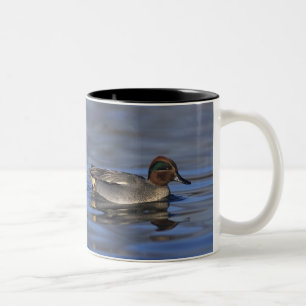 Caneca De Café Em Dois Tons Marreca-comum, Anus crecca, macho, Unterlunkhofen,