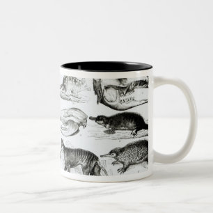 Caneca De Café Em Dois Tons Marsupialia, Monetremata, Edentata