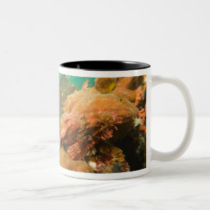 Caneca De Café Em Dois Tons mergulhador & peixe-escorpião Scorpanopsis