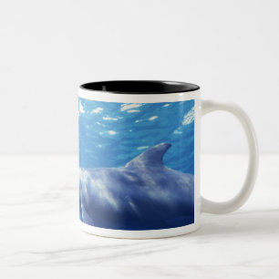 Caneca De Café Em Dois Tons México, Cozumel. Golfinho Nariz de Garrafa, Tursio