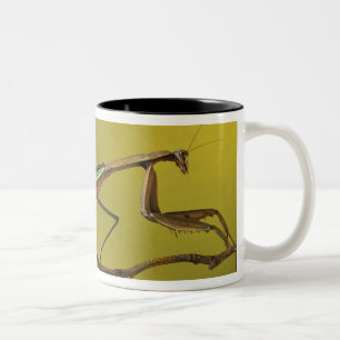 Caneca De Café Em Dois Tons Michigan, Rochester Colinas. Rezando Mantis