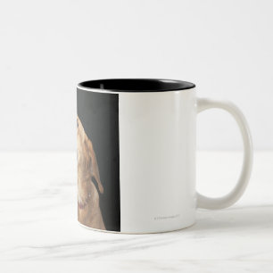 Caneca De Café Em Dois Tons Mistura dourada do laboratório do lebreiro que