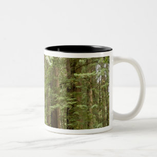 Caneca De Café Em Dois Tons Monumento Nacional de Muir Woods, Norte