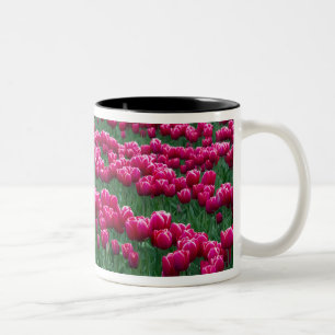 Caneca De Café Em Dois Tons Mostrar jardim de bulbos de tulipas com primavera 