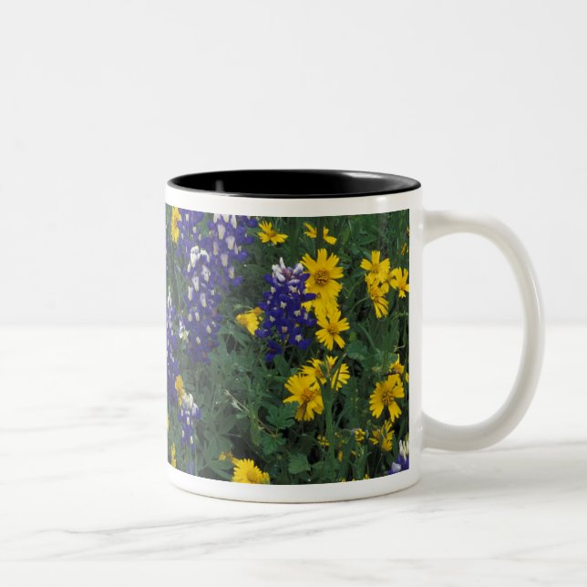 Caneca De Café Em Dois Tons N.A, EUA, Texas, Marble Falls, Blue Bonnets (Direita)