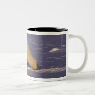 Caneca De Café Em Dois Tons NA, Canadá, Manitoba, Churchill, Urso polar