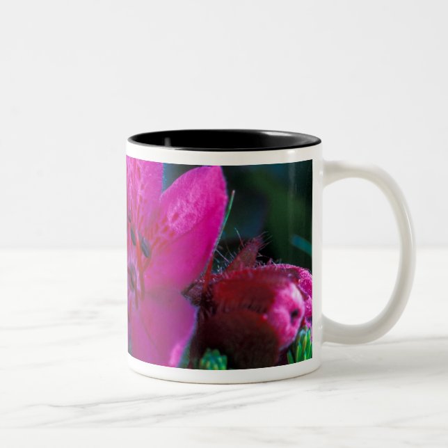Caneca De Café Em Dois Tons NA, EUA, Alasca, Ilhas Aleutas, Flores silvestres (Direita)