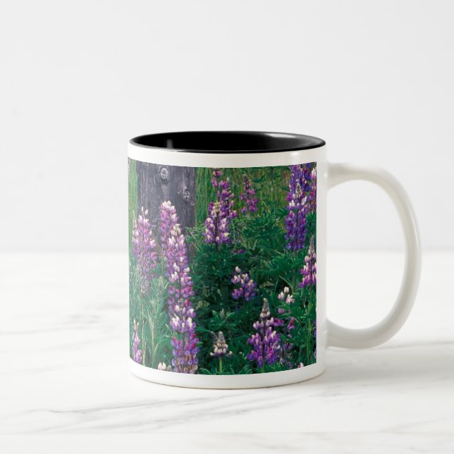 Caneca De Café Em Dois Tons NA, EUA, Alasca, Ilhas Aleutas, Unalaska, (Direita)