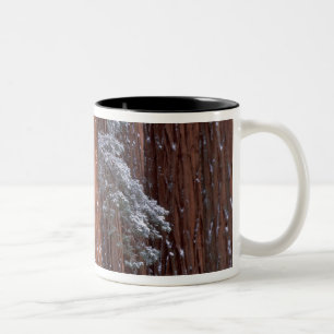 Caneca De Café Em Dois Tons NA, EUA, Califórnia. Parque Nacional de Sequoia.
