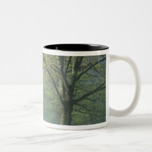 Caneca De Café Em Dois Tons NA, EUA, Tennessee, Cades Cove, Grande Smoky