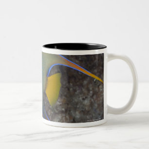 Caneca De Café Em Dois Tons Natação do Angelfish da rainha (ciliaris de