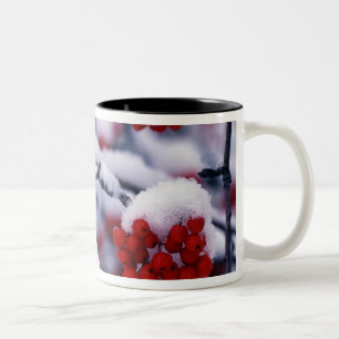 Caneca De Café Em Dois Tons Neve em Bagas de Cinza da Montanha Europeia, Utah.