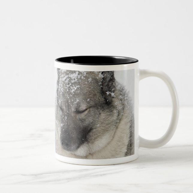 Caneca De Café Em Dois Tons Norueguês Elkhound (Direita)