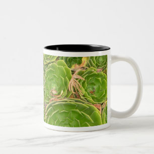 Caneca De Café Em Dois Tons Nova Zelândia, Ilha do Sul. Suculento.