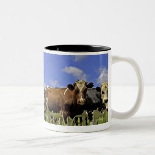 Caneca De Café Em Dois Tons Nova Zelândia, ilha norte, Auckland