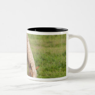 Caneca De Café Em Dois Tons Novo Brunswick, Canadá. Cavalo no campo.