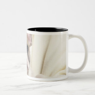 Caneca De Café Em Dois Tons O buldogue, chamado frequentemente o buldogue