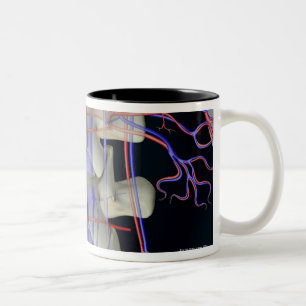 Caneca De Café Em Dois Tons O fluxo sanguíneo das vértebras lombares