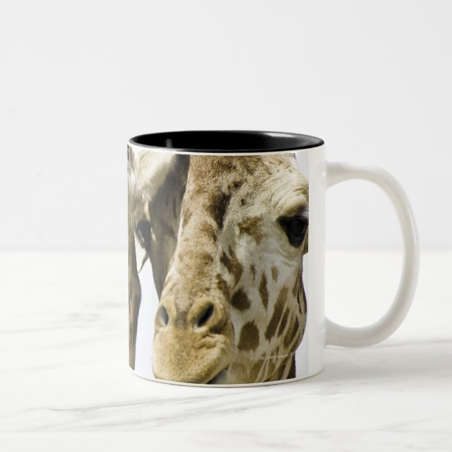 Caneca De Café Em Dois Tons O girafa conhecido é derivado da palavra árabe (Direita)