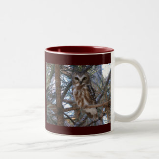 Caneca De Café Em Dois Tons O norte Serra-Whet a coruja no pinheiro