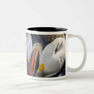 Caneca De Café Em Dois Tons O papagaio-do-mar do Atlântico, uma ave marinha pe