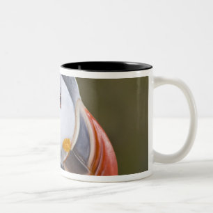 Caneca De Café Em Dois Tons O papagaio-do-mar do Atlântico, uma ave marinha pe
