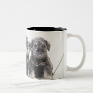 Caneca De Café Em Dois Tons O Schnauzer diminuto é uma raça do cão pequeno