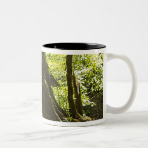 Caneca De Café Em Dois Tons opinião da floresta húmida, Dominica