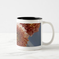Opinião de ângulo alto das flores em um vaso