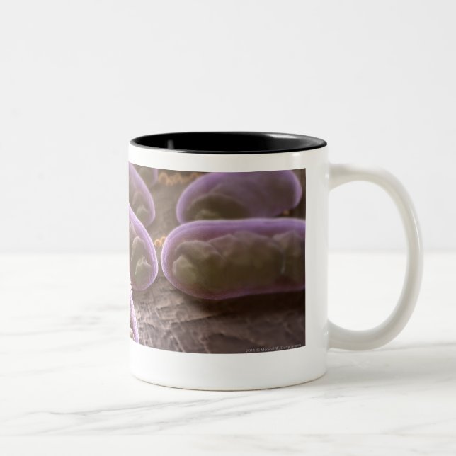 Caneca De Café Em Dois Tons Opinião microscópica as bactérias (Direita)