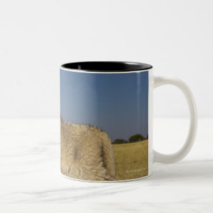 Caneca De Café Em Dois Tons Opinião o filhote de leão novo (Panthera leo),