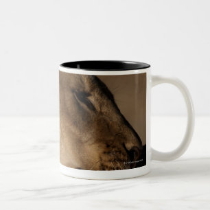 Caneca De Café Em Dois Tons Os leões (Panthera leo) emparelham a ligação,