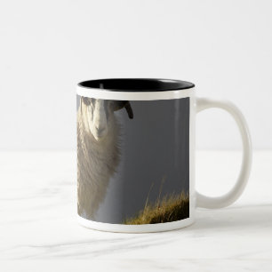 Caneca De Café Em Dois Tons Ovelhas, Península de Trotternish, Ilha de Skye,