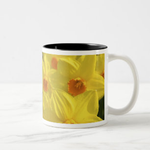 Caneca De Café Em Dois Tons Países Baixos, Holanda, Lisse, Jardins Keukenhof,