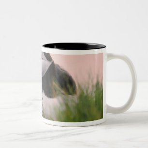 Caneca De Café Em Dois Tons Papagaio-do-mar (Fratercula arctica)
