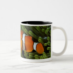 Caneca De Café Em Dois Tons Papuá-Nova Guiné, anemonefish falso do palhaço 