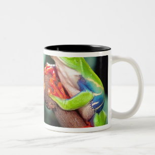 Caneca De Café Em Dois Tons Par de Red Eye Treefrog, Agalychinis callidryas,