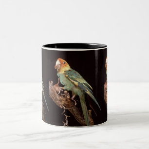 Caneca De Café Em Dois Tons Parakeet de Carolina extinto