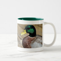 Pato do pato selvagem