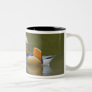 Caneca De Café Em Dois Tons Pato mandarim selvagem Aix galericulata) no escuro