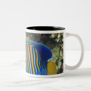 Caneca De Café Em Dois Tons Peixe-anjo-regal-juvenil Pygoplites