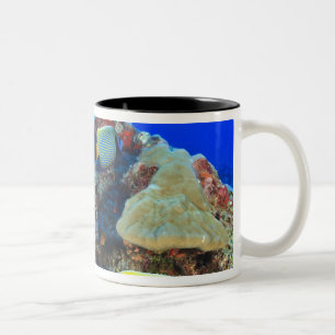 Caneca De Café Em Dois Tons Peixe-anjos-real Pygoplites diacanthus),