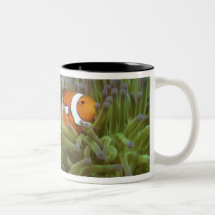 Caneca De Café Em Dois Tons Peixe-palhaço-ocidental ( Amphiprion ocellaris )