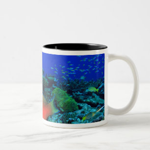 Caneca De Café Em Dois Tons peixe-papagaio Scarus